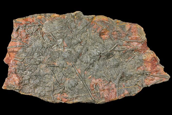 Silurian Fossil Crinoid (Scyphocrinites) Plate - Morocco #134249